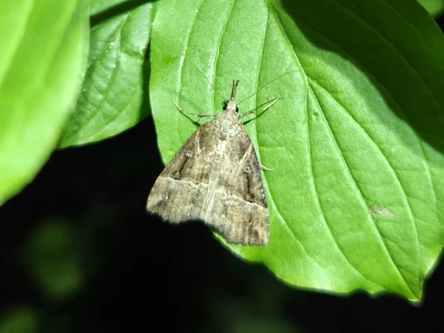 Hypena rostralis - közönséges karcsúbagoly
