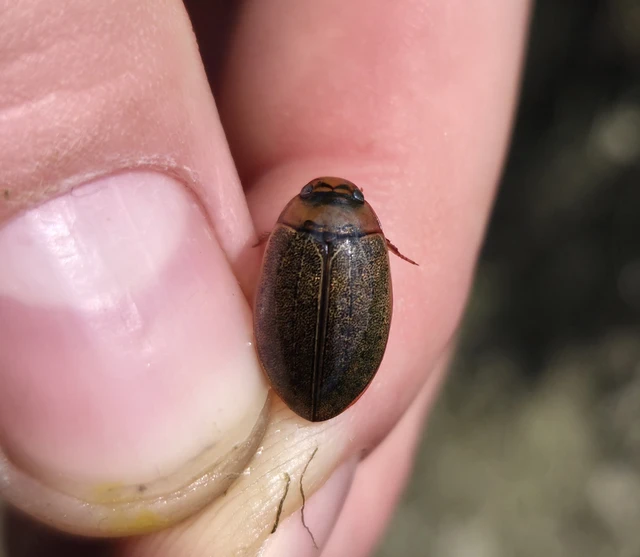 Dytiscidae - csíkbogárfélék