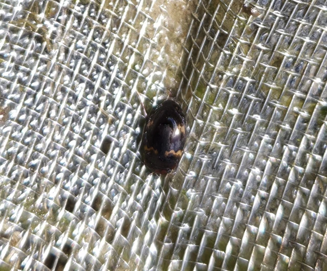Dytiscidae - csíkbogárfélék