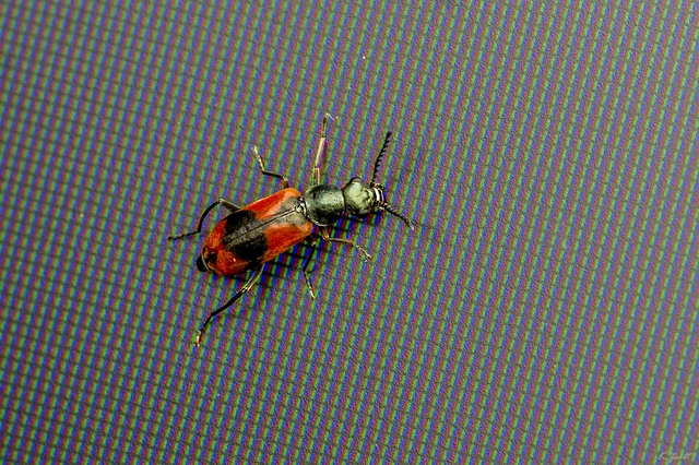 Anthocomus equestris - kétszínű bibircsesbogár