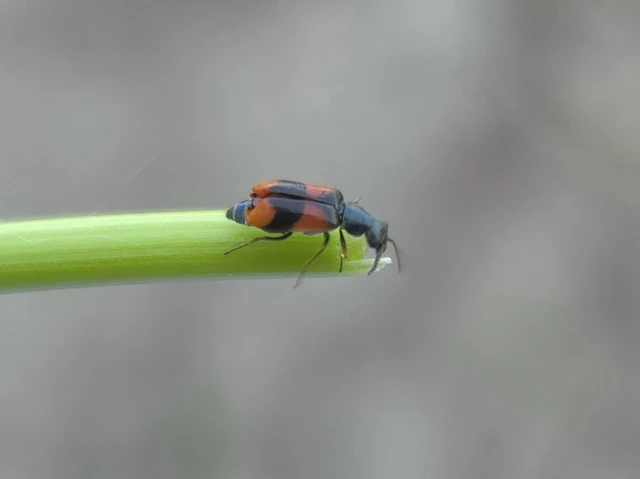 Anthocomus equestris - kétszínű bibircsesbogár