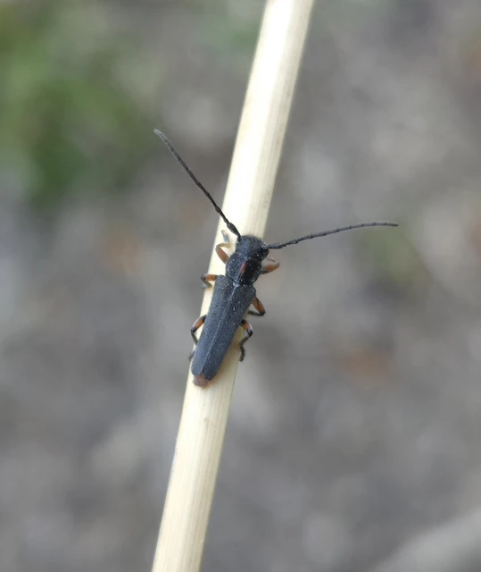 Phytoecia pustulata - parányi fűcincér