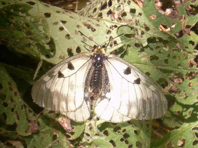 Parnassius mnemosyne - kis apollólepke