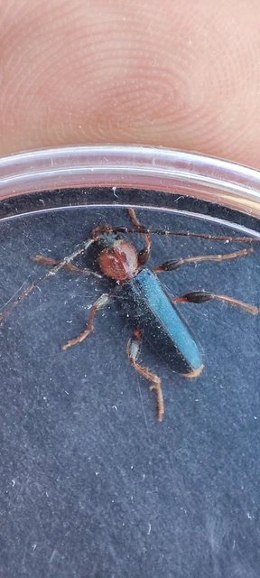 Phymatodes testaceus - változékony korongcincér