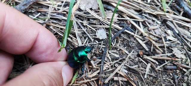 Trypocopris vernalis - tavaszi álganéjtúró