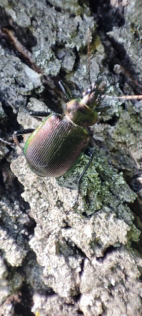 Calosoma inquisitor - kis bábrabló