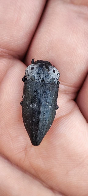 Capnodis tenebrionis - kökény-tükrösdíszbogár