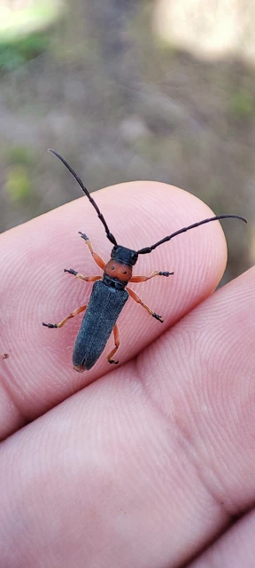 Phytoecia affinis - feketefejű cincér