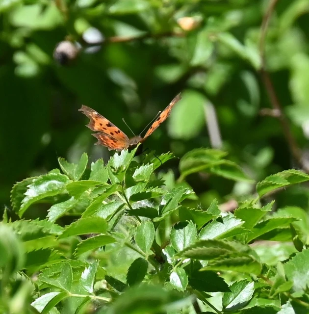 Nymphalis c-album - C-betűs lepke