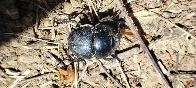 Lethrus apterus - nagyfejű csajkó
