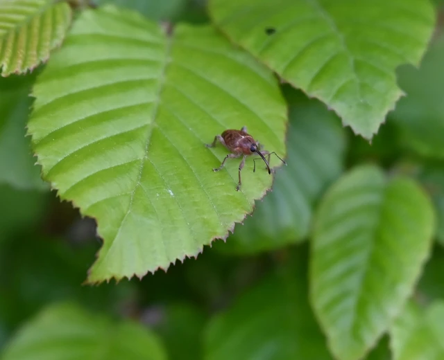 Curculio glandium - tölgymakkzsuzsóka