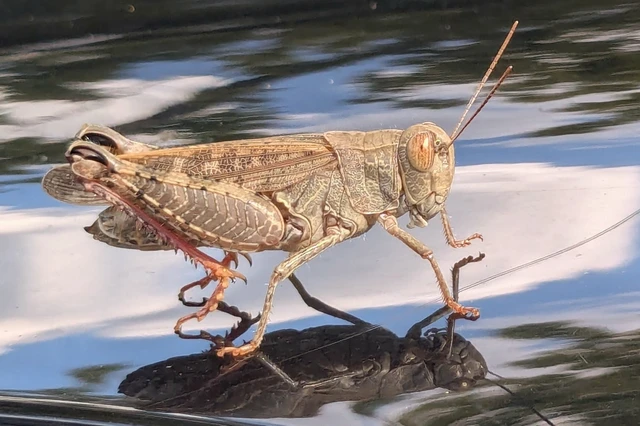 Calliptamus italicus - olaszsáska