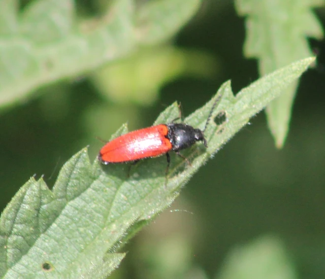 Ampedus