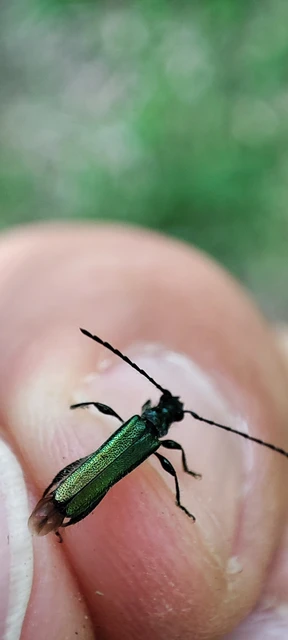 Callimus angulatus - zöld tölgycincér