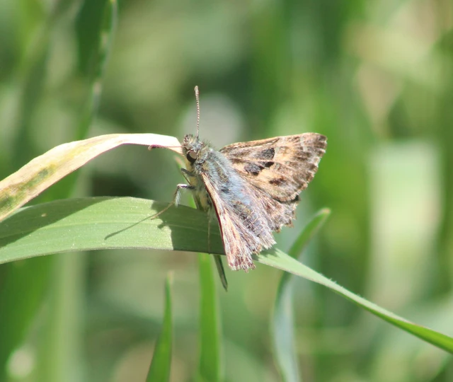Carcharodus alceae - mályva-busalepke