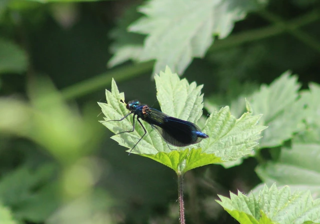 Calopteryx splendens - sávos szitakötő