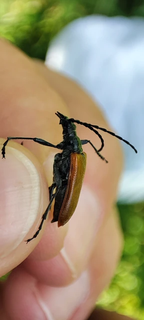 Stenocorus quercus - tölgy-gyökércincér