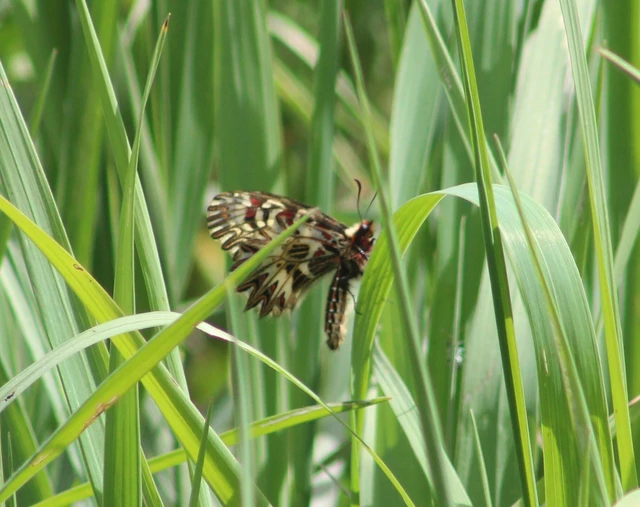 Zerynthia polyxena - farkasalmalepke
