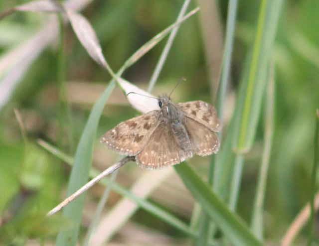 Erynnis tages - cigánylepke