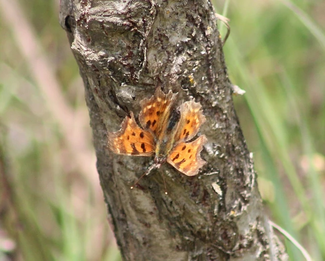 Nymphalis c-album - C-betűs lepke