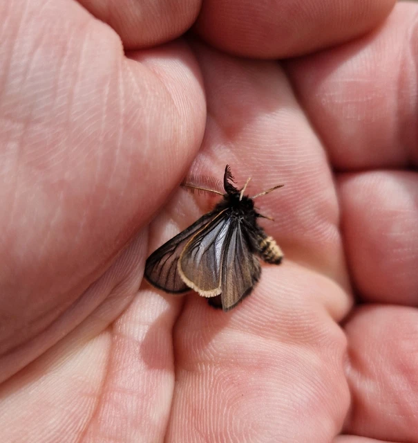 Pentophera morio - réti gyapjaslepke