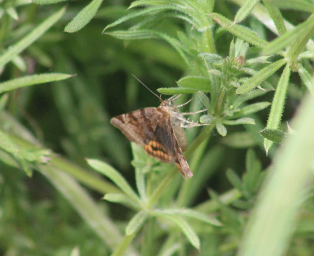 Euclidia glyphica - közönséges nappalibagoly