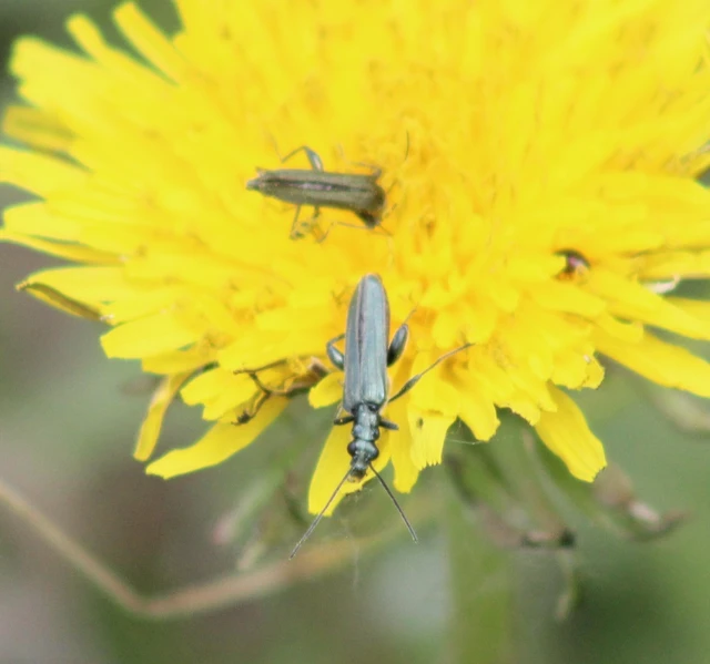 Oedemera