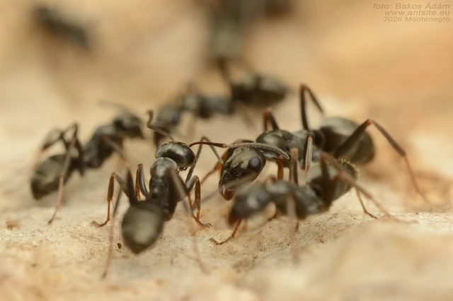 Formica fusca - kormos rabszolgahangya
