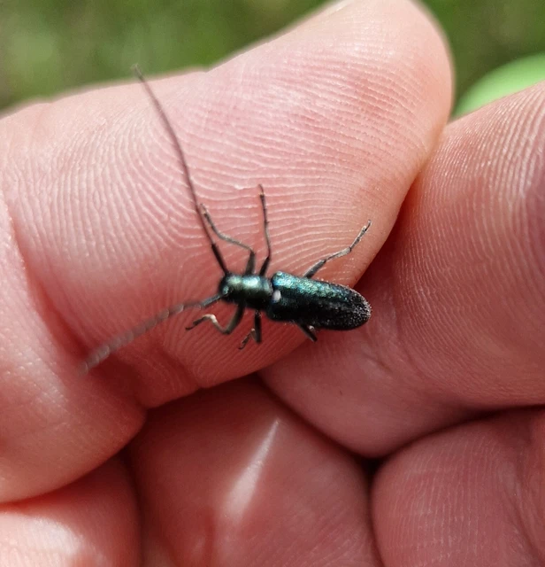 Agapanthia violacea - kék somkórócincér