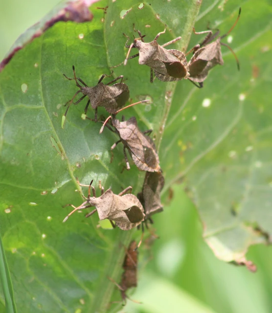 Coreus marginatus - közönséges karimáspoloska