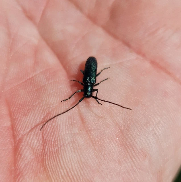 Agapanthia violacea - kék somkórócincér