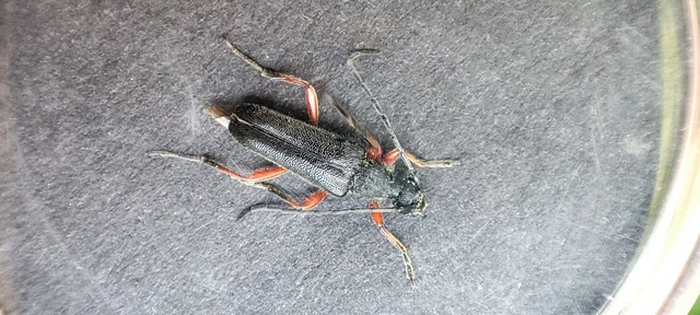 Anoplodera rufipes - vöröslábú virágcincér