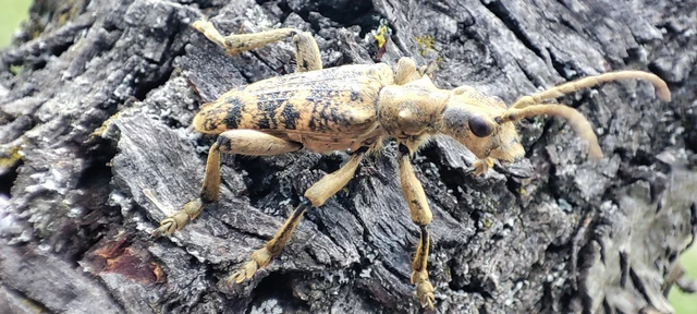 Rhagium sycophanta - tölgyes-tövisescincér