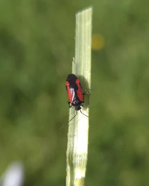 Dionconotus confluens