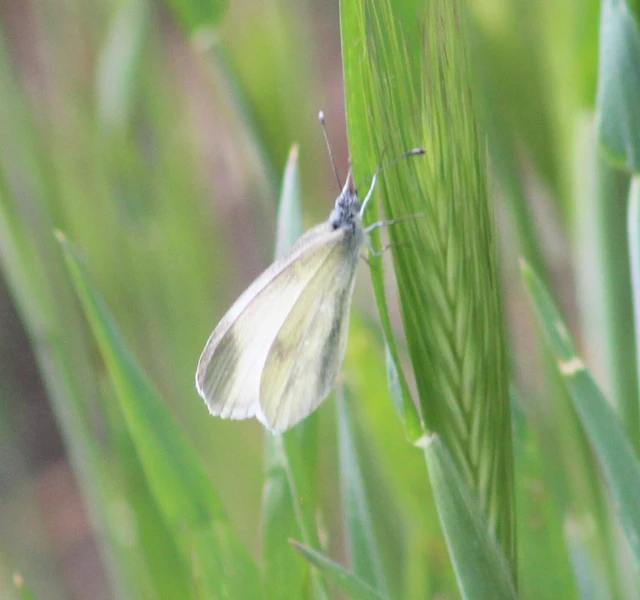 Leptidea sinapis - mustárlepke