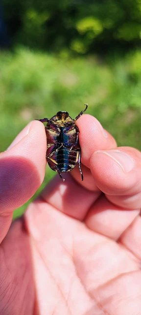Protaetia cuprea obscura - olajzöld virágbogár