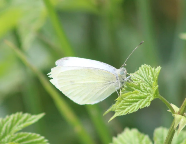Pieris rapae - répalepke
