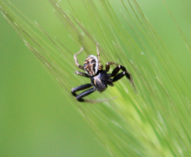 Xysticus