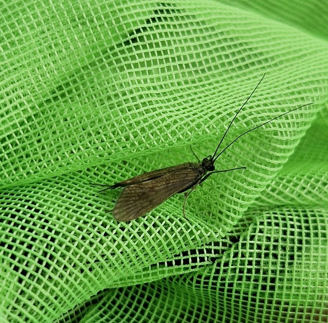 Trichoptera - Tegzesek