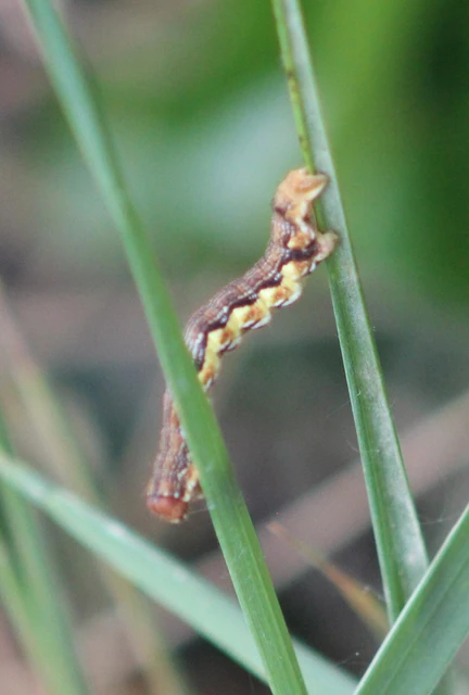 Erannis defoliaria - nagy téliaraszoló