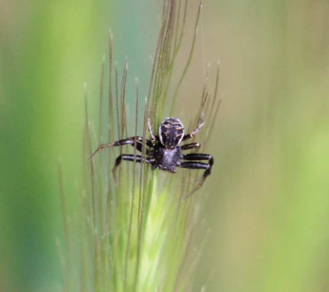 Xysticus