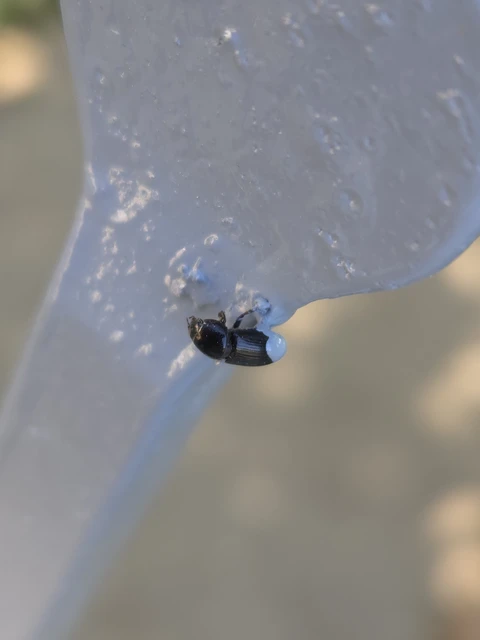 Aphodius varians - változékony trágyabogár