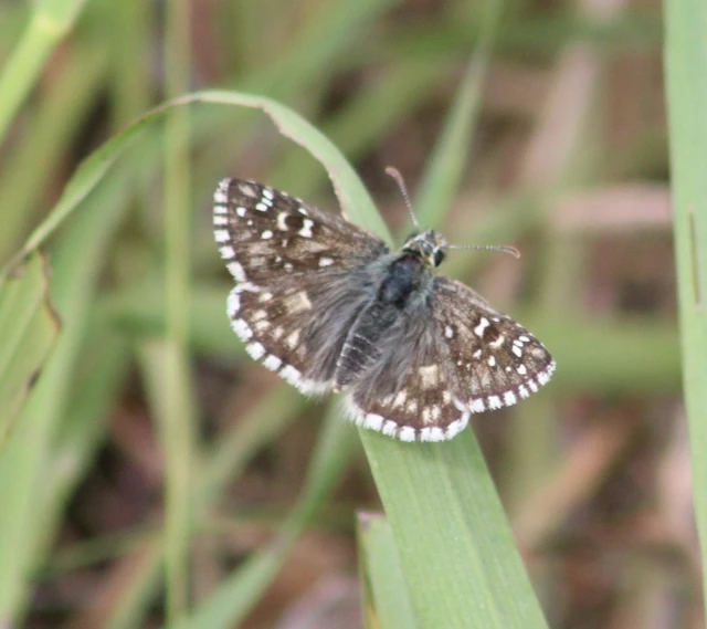 Pyrgus armoricanus - feles busalepke