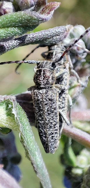 Pilemia tigrina - atracélcincér