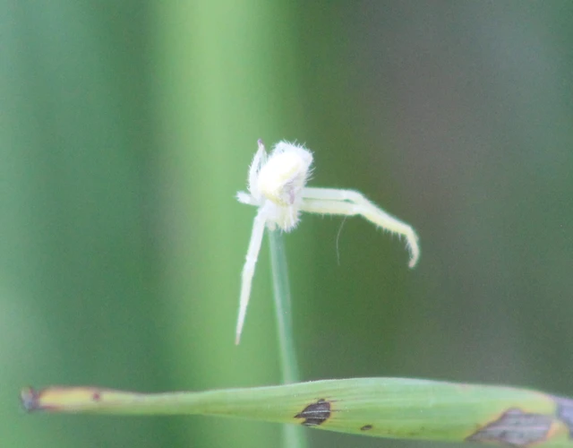 Heriaeus