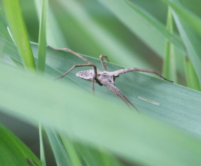 Pisaura mirabilis - csodáspók