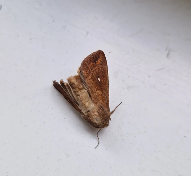 Mythimna albipuncta - fehérpettyes rétibagoly