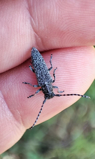 Pilemia tigrina - atracélcincér