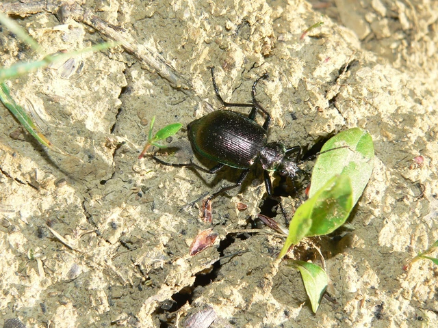 Calosoma inquisitor - kis bábrabló
