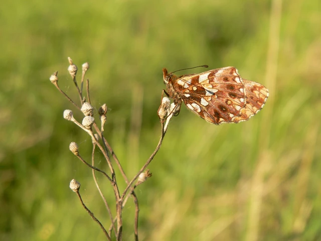 Boloria dia - kis gyöngyházlepke